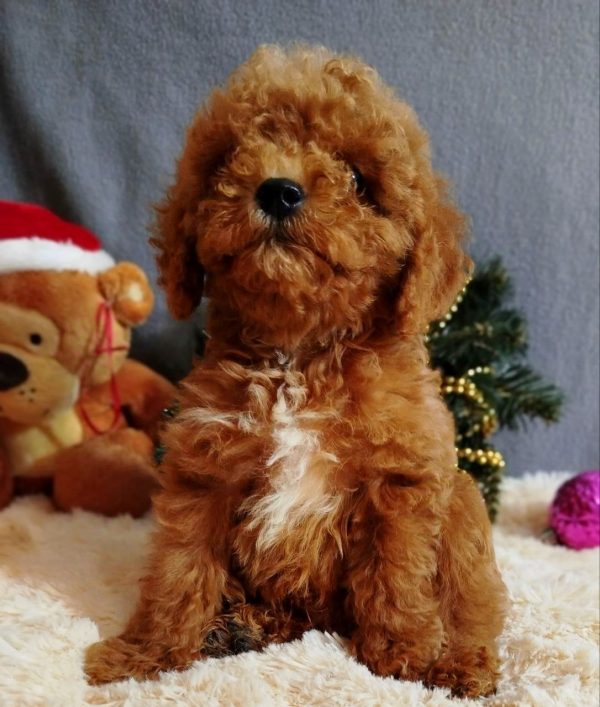 Mikael Poochon