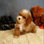 Milla-female-Poochon-puppy-for sale-1