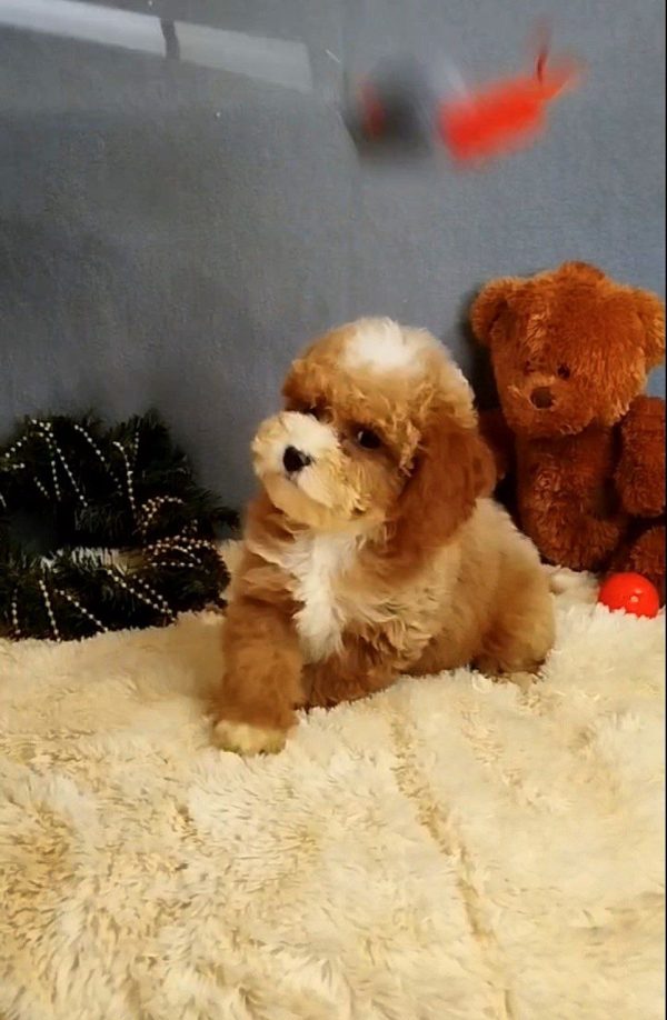 Milla Poochon