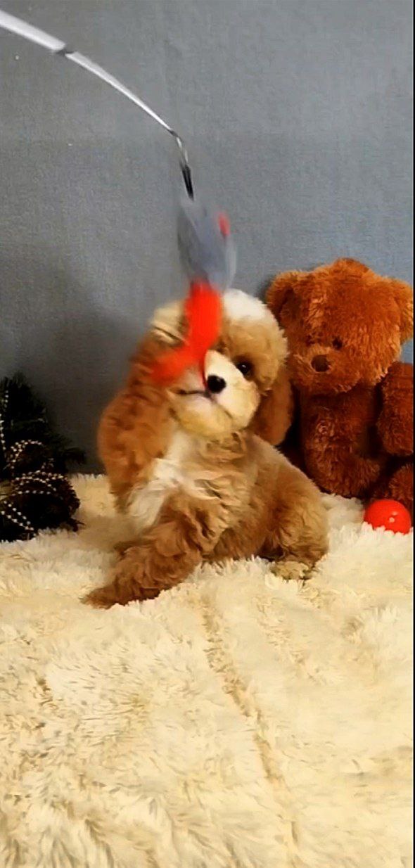 Milla Poochon