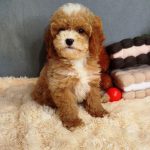 Milla-female-Poochon-puppy-for sale-3