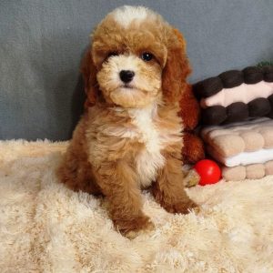 Milla Poochon