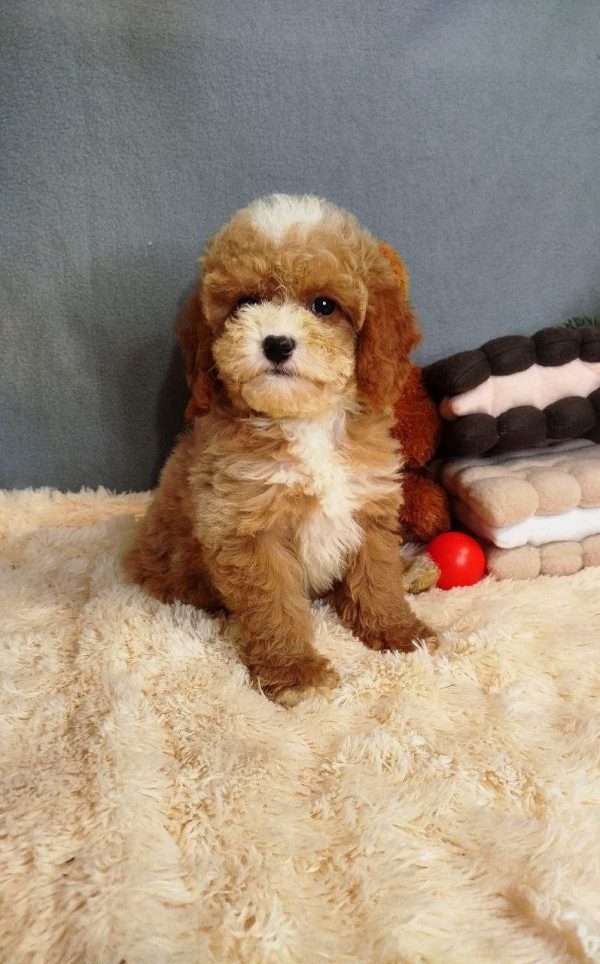Milla Poochon