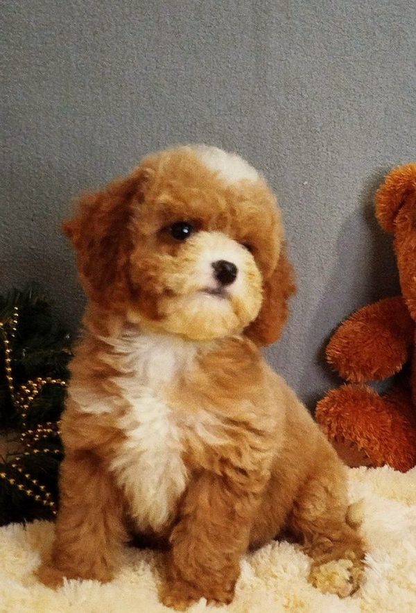 Milla Poochon