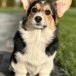 Miracle-female-Corgi-puppy-for-sale-1