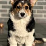 Miracle-female-Corgi-puppy-for-sale-2
