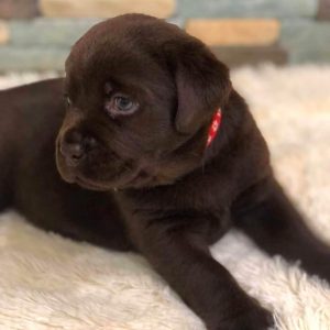 Mоllie Labrador Retriever