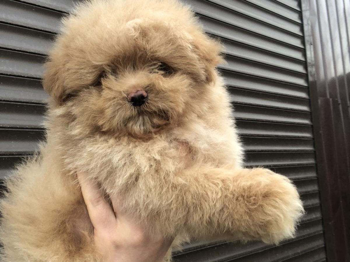 Pomapoo Volgroeid Zwart Solid Black Black Pomeranian Puppies For Sale