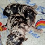 New-Litter-Poodle-puppy-for-sale-1