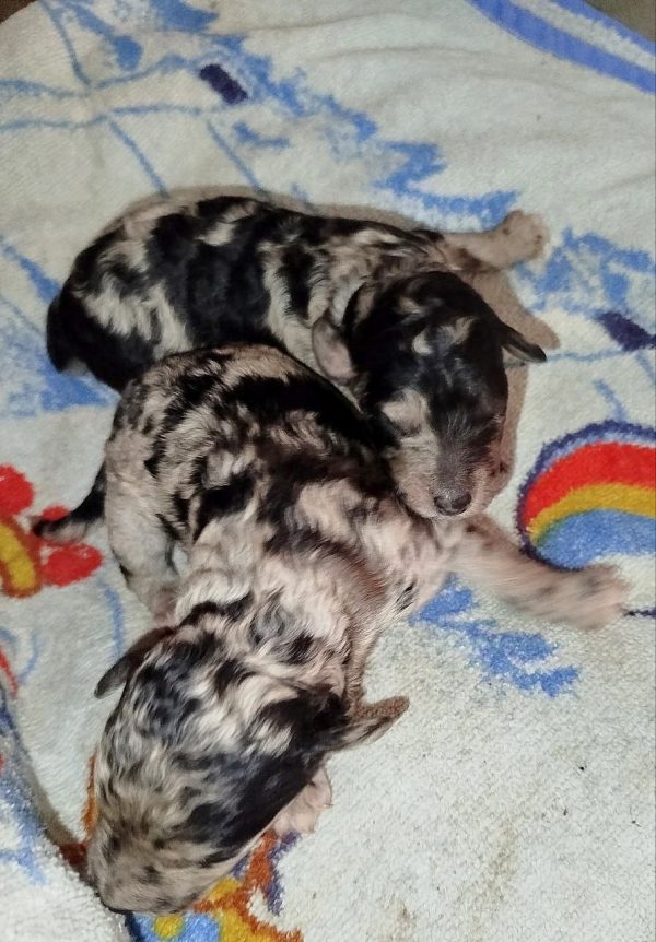 New Litter Standard Poodle
