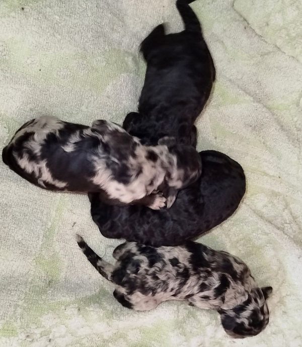 New Litter Standard Poodle