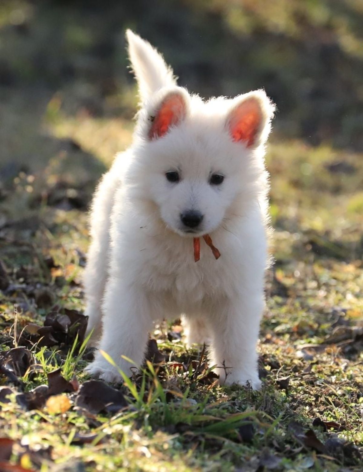 Orange County Adopt A German Shepherd Puppy German Shepherd Albino Puppies  Puppy Albino German Shepherd Cute, image size:1200x1558