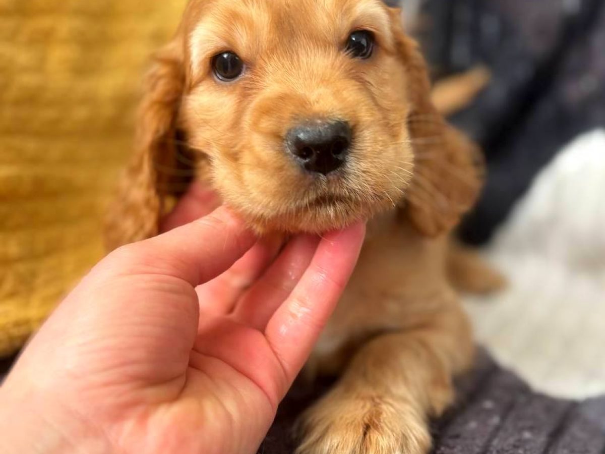 Miniature Cocker Free To Good Home Cocker Spaniel Is A Cocker