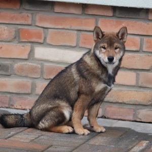 Reno Shiba Inu