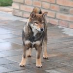 Gekkou Shiba Inu
