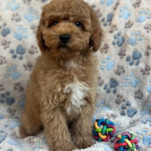 Riko Miniature Poodle