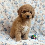 Virginia Miniature Poodle