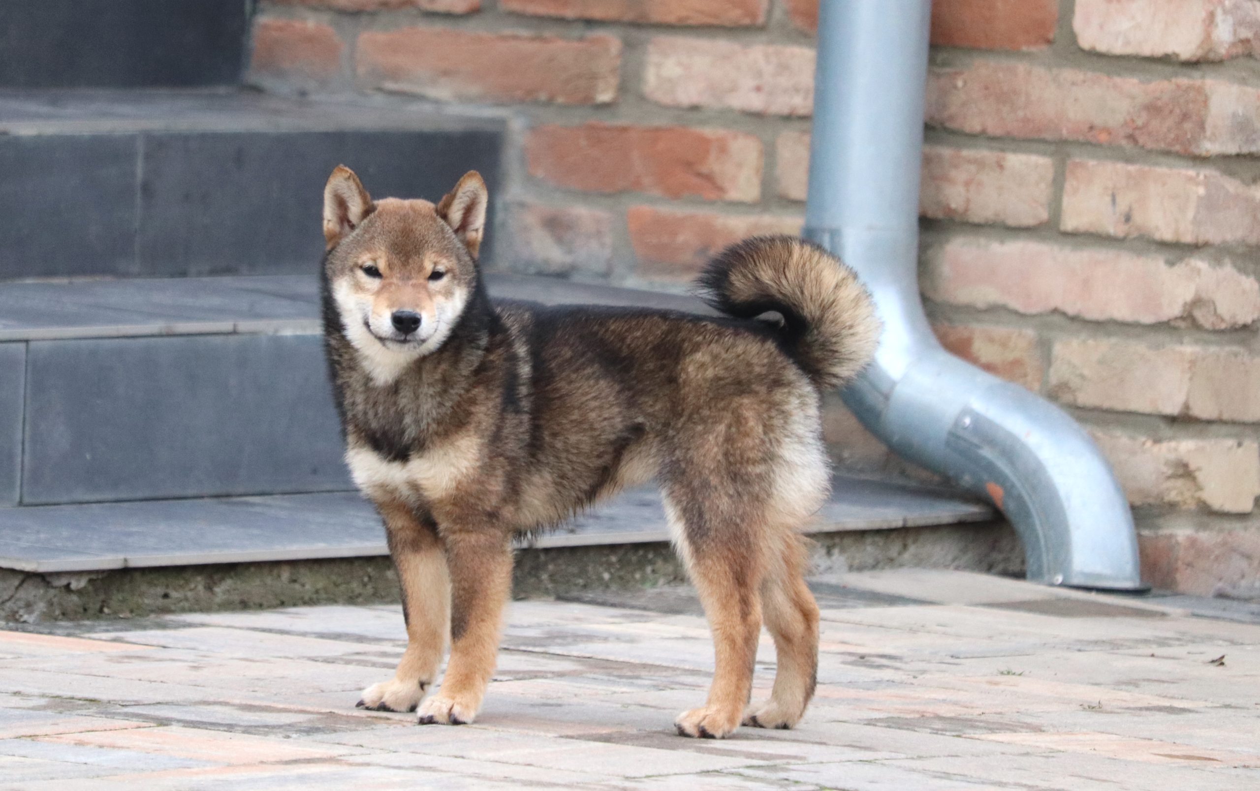 Shikoku Dog Breeds Similar To Shiba Inu Shikoku Shopping Ken Guide