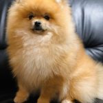 Diamond Pomeranian