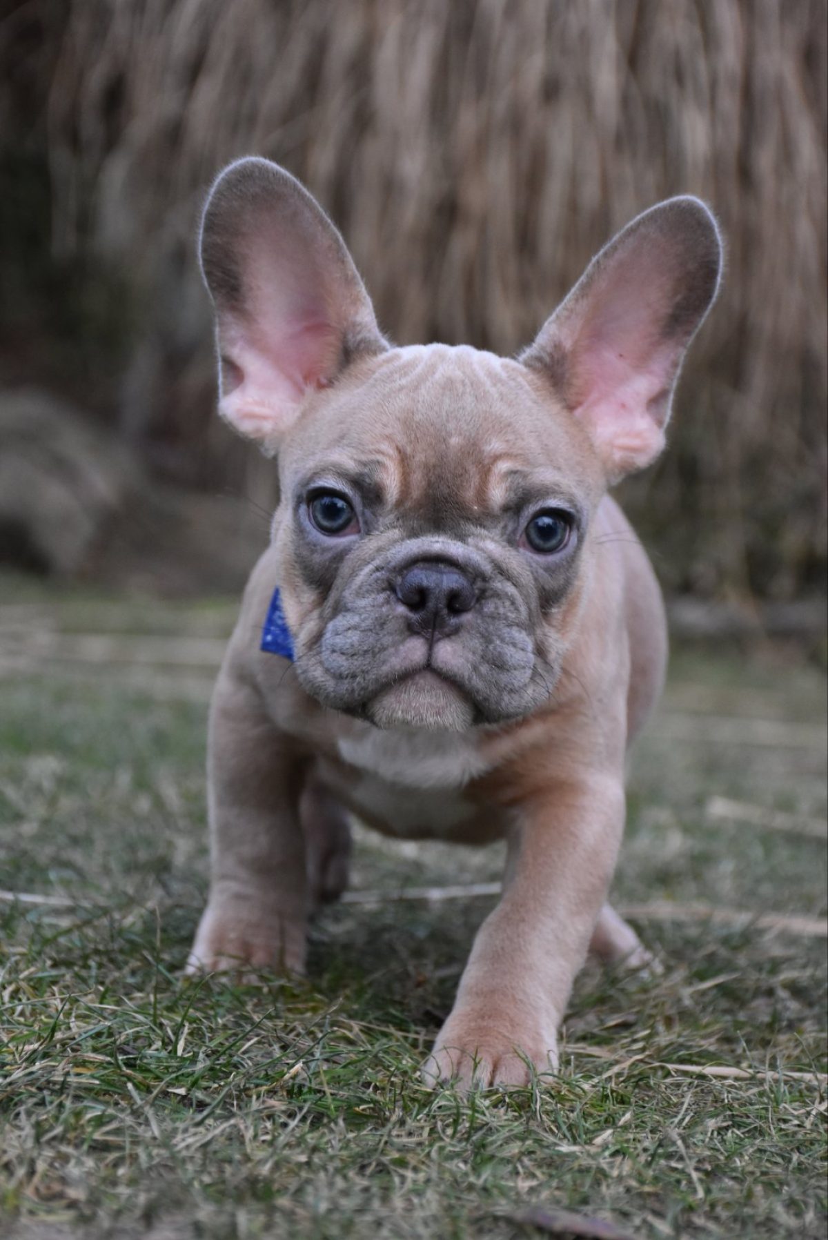 Under $500 Cheap French Bulldogs Rs 500 Boo Puppies For Sale