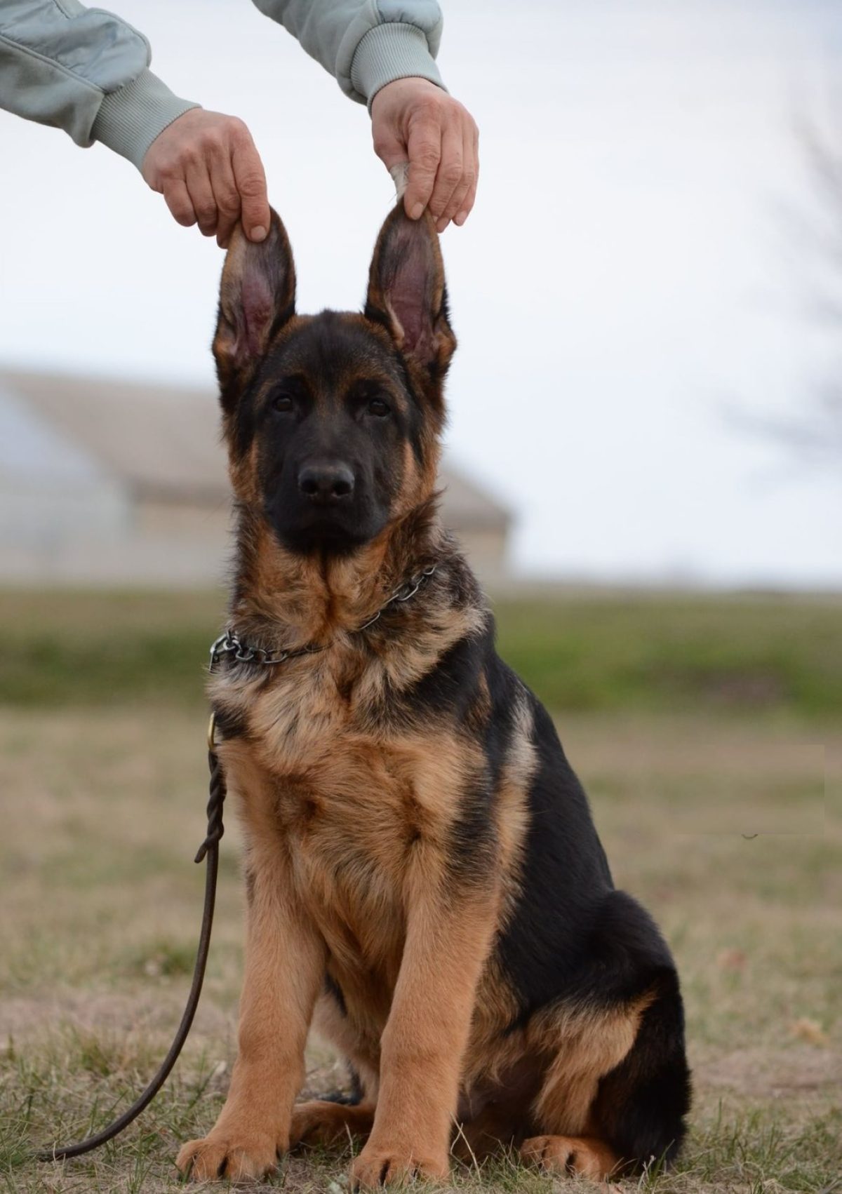 Shepherd Puppies For Well Trained German Shepherd For Sale German
