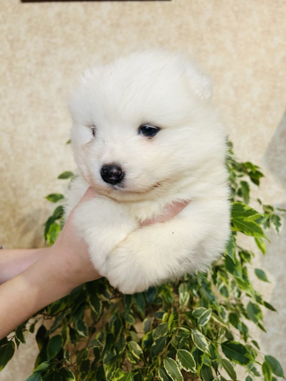 Samoyed Dog Bjelkier Puppies For Sale Samoyed Corgi Puppy Welsh