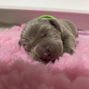 new litter Weimaraner