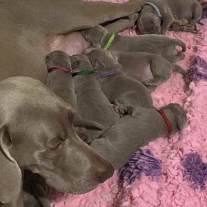 new litter