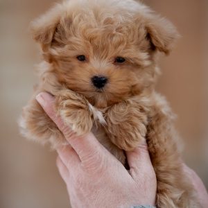Amir Maltipoo
