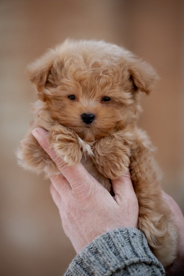 Amir Maltipoo