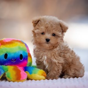 Amir Maltipoo