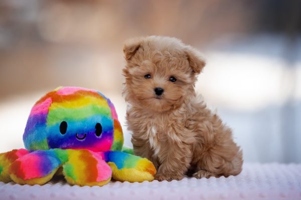 Amir Maltipoo