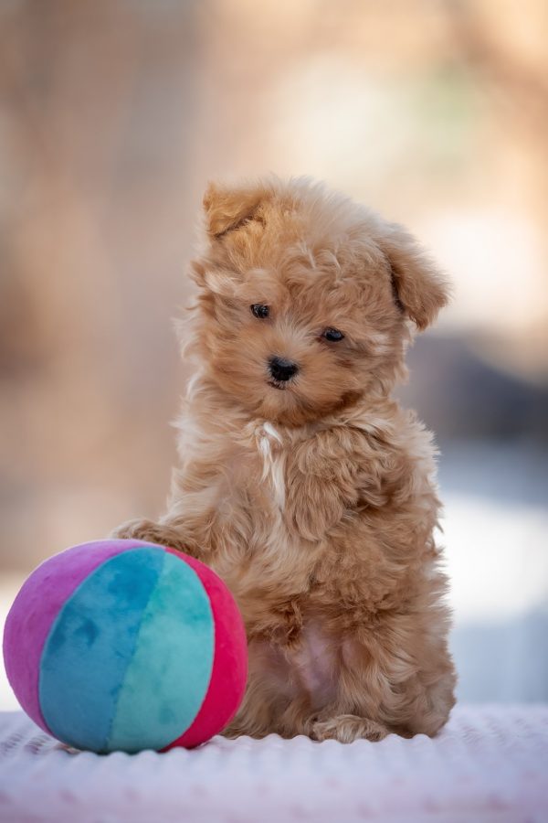 Amir Maltipoo