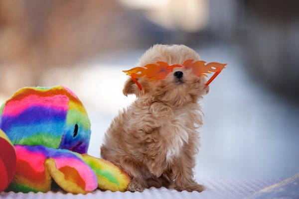 Amir Maltipoo