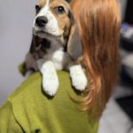 Anni-female-Beagle-puppy-for-sale-1