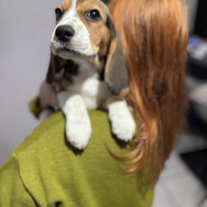 Anni Beagle