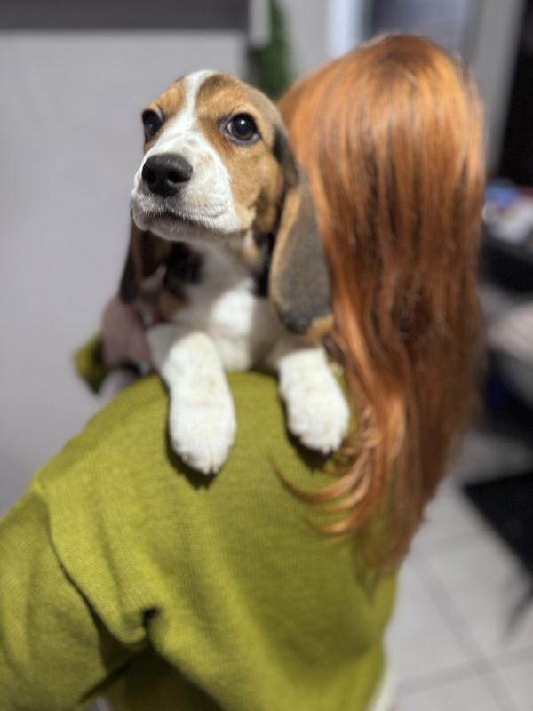 Anni Beagle