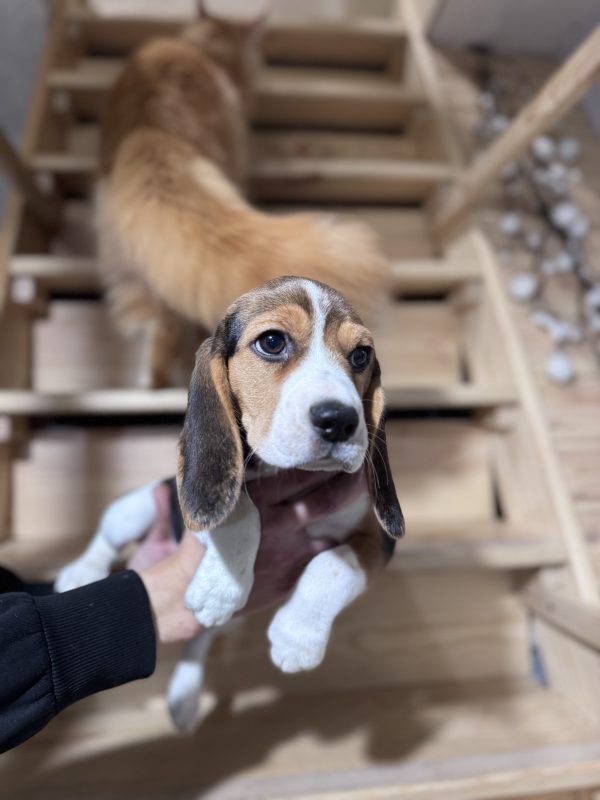 Anni Beagle