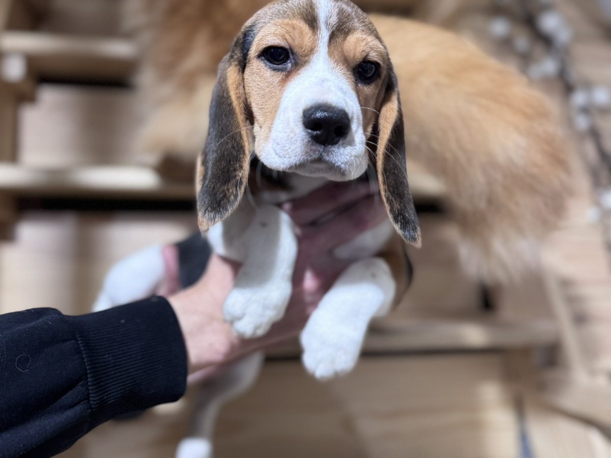 South Yorkshire Beagle Pets4homes Beagle Rescue Month Old Beagle