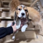 Anni-female-Beagle-puppy-for-sale-3