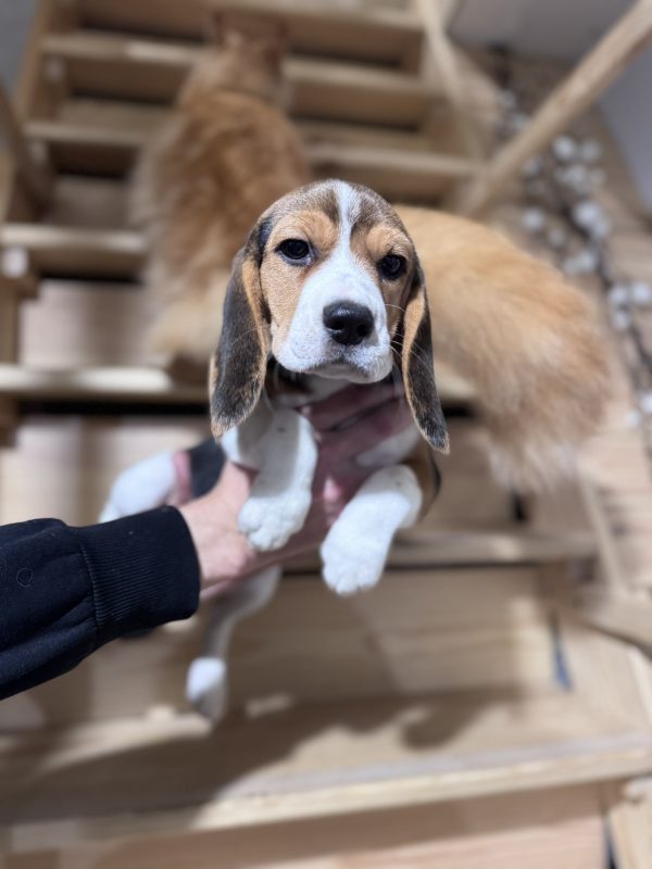 Anni Beagle