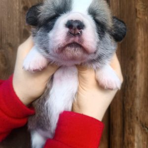 Archie Welsh Corgi