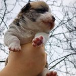 Archie-male-Welsh-Corgi-puppy-for-sale-2
