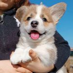 Miracle Welsh Corgi