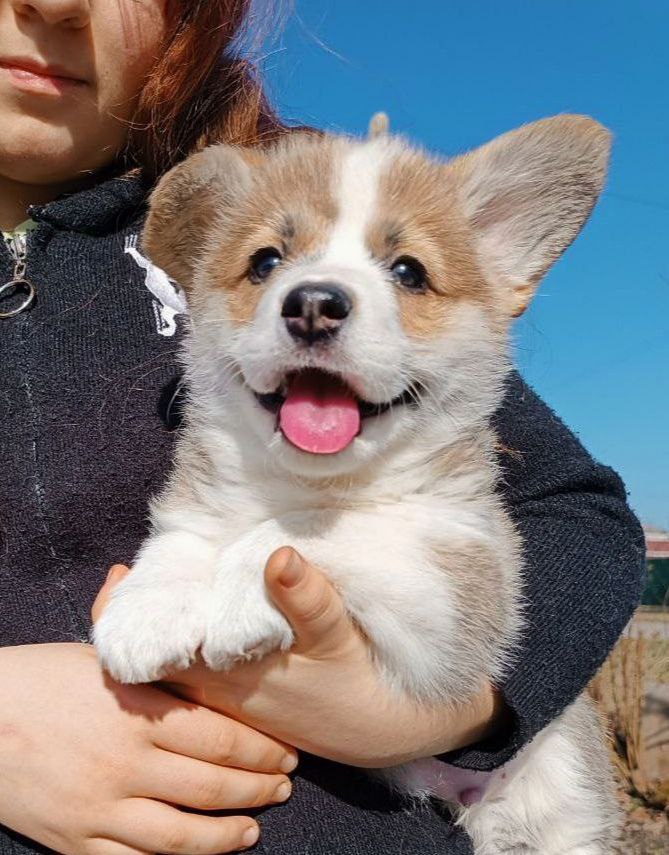 Archie | Purebred, healthy Welsh Corgi puppy for sale | NewDoggy.com