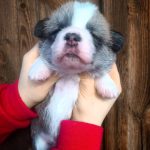 Archie-male-Welsh-Corgi-puppy-for-sale-4