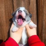 Archie-male-Welsh-Corgi-puppy-for-sale-5