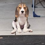 Aruna-female-Beagle-puppy-for-sale-1