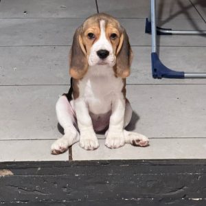 Aruna Beagle