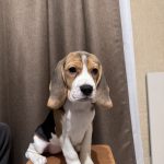 Anni Beagle